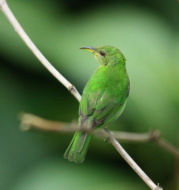 Green Honeycreeper Green Honeycreeper