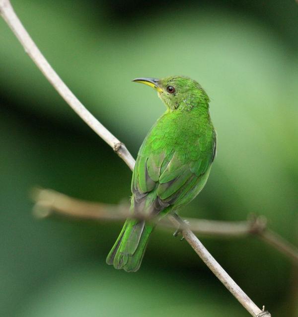 Green Honeycreeper