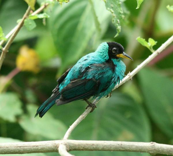 Green Honeycreeper Green Honeycreeper