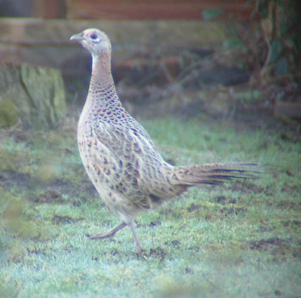 Common Pheasant