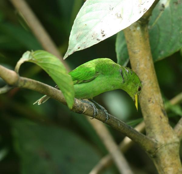 Green Honeycreeper Green Honeycreeper