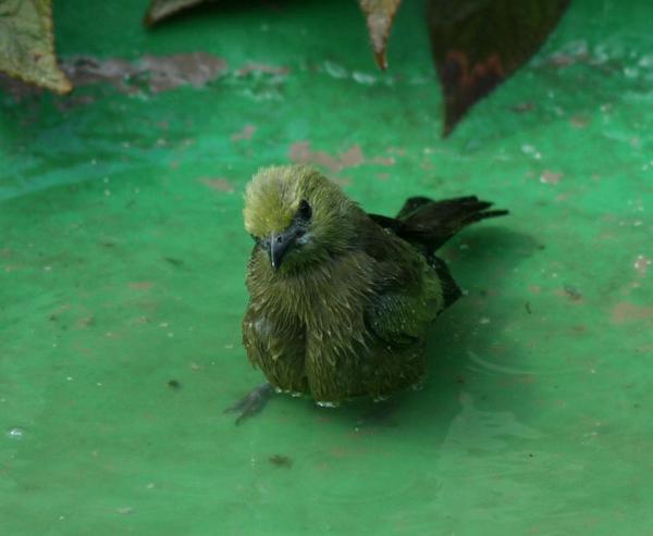 Palm Tanager