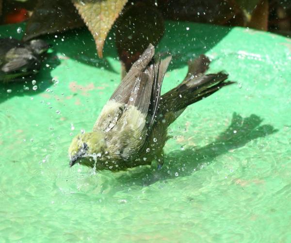 Palm Tanager