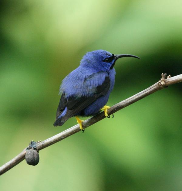 Purple Honeycreeper Purple Honeycreeper