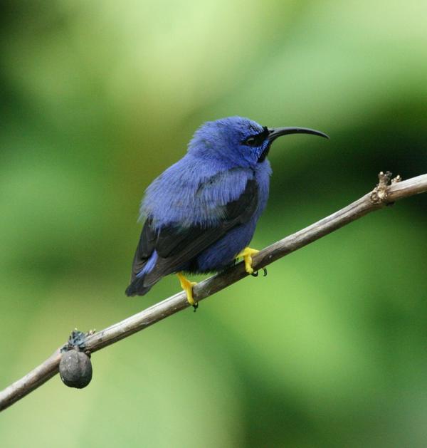 Purple Honeycreeper