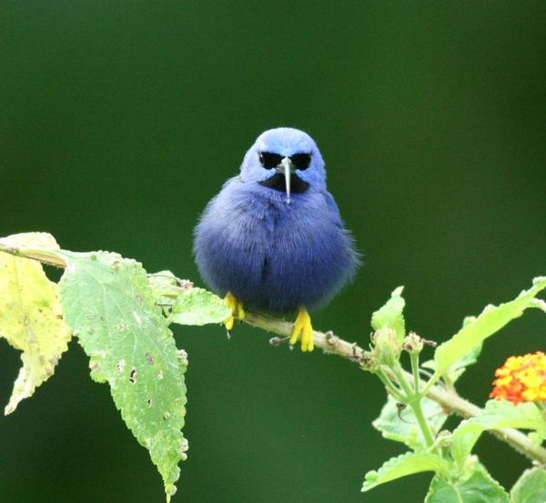 Purple Honeycreeper