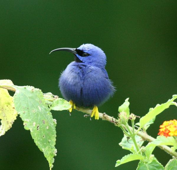 Purple Honeycreeper