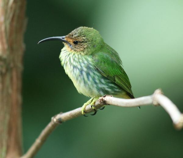 Purple Honeycreeper Purple Honeycreeper