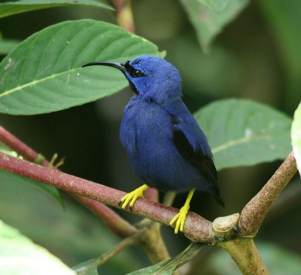 Purple Honeycreeper