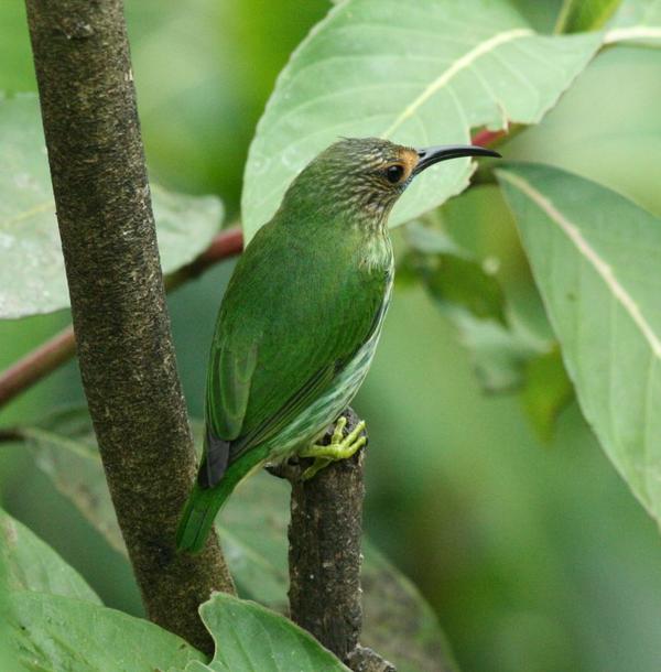 Purple Honeycreeper Purple Honeycreeper