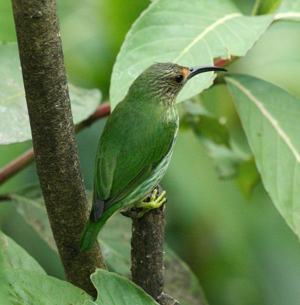 Purple Honeycreeper