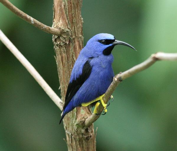 Purple Honeycreeper