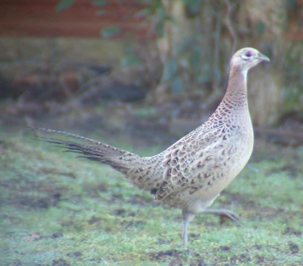 Common Pheasant Common Pheasant