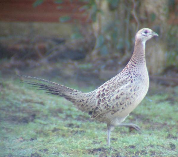 Common Pheasant