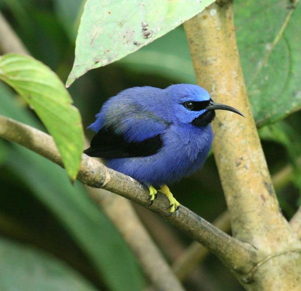 Purple Honeycreeper Purple Honeycreeper