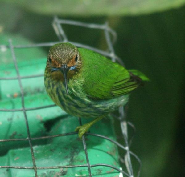 Purple Honeycreeper Purple Honeycreeper