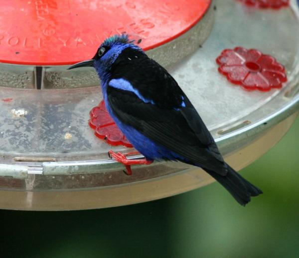 Red-legged Honeycreeper