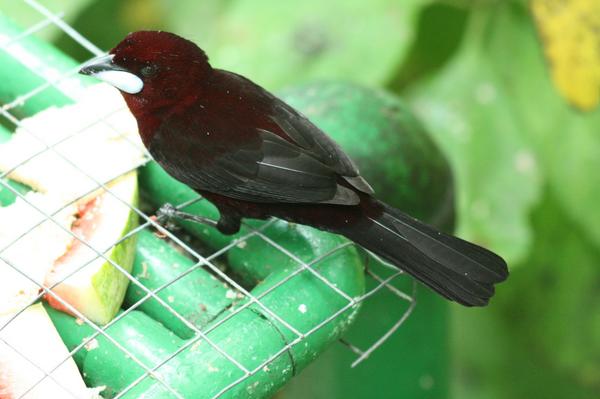 Silver-beaked Tanager