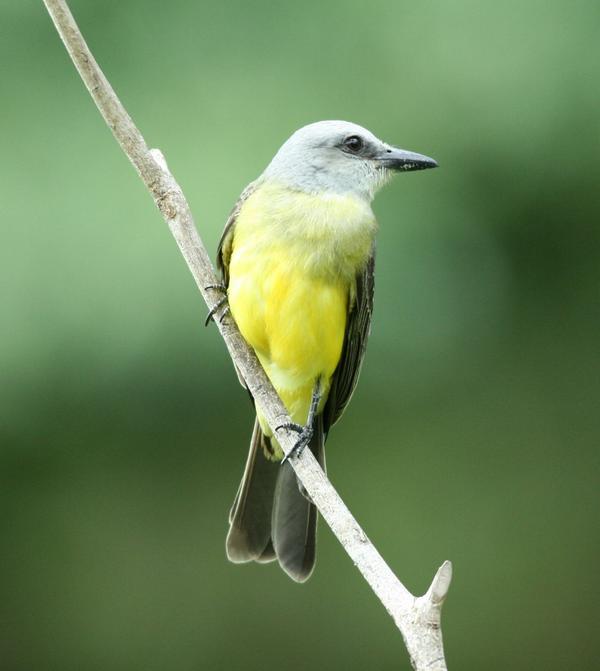 Tropical Kingbird