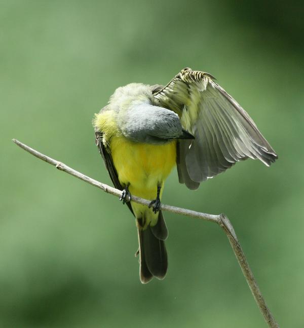 Tropical Kingbird