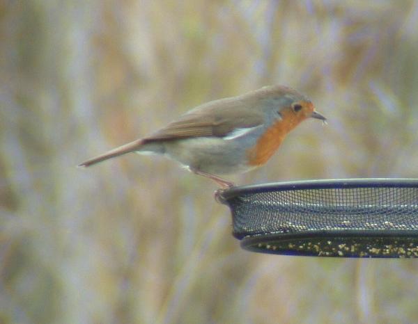 European Robin