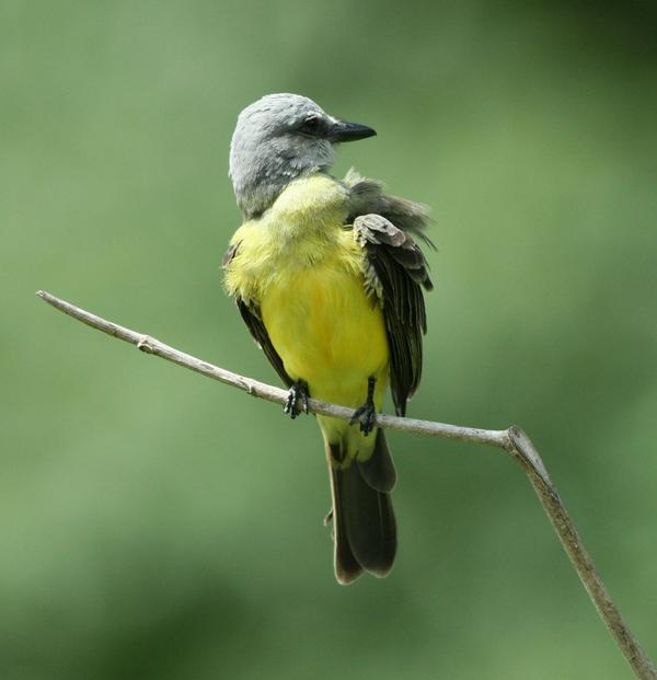 Tropical Kingbird