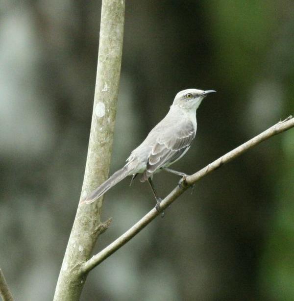 Tropical Mockingbird