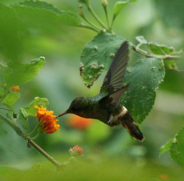 Tufted Coquette Tufted Coquette