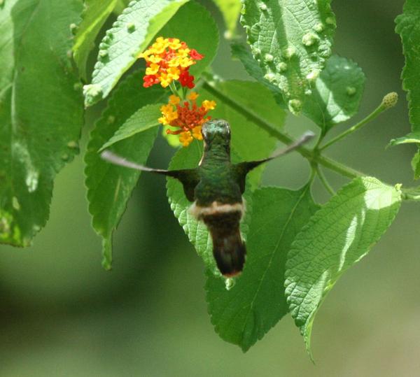 Tufted Coquette