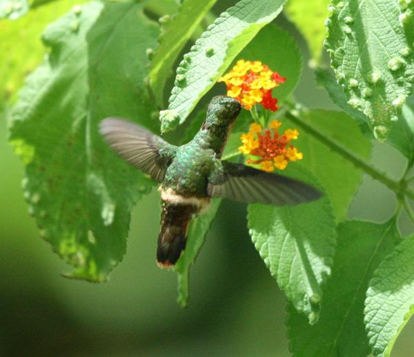 Tufted Coquette