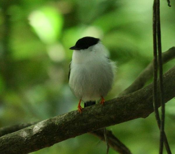 White-bearded Manakin White-bearded Manakin