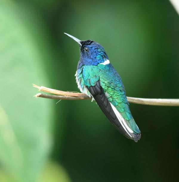 White-necked Jacobin