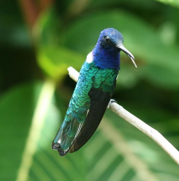 White-necked Jacobin