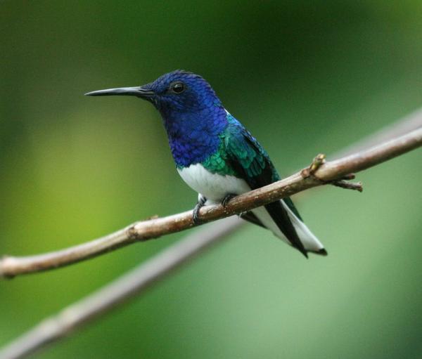 White-necked Jacobin