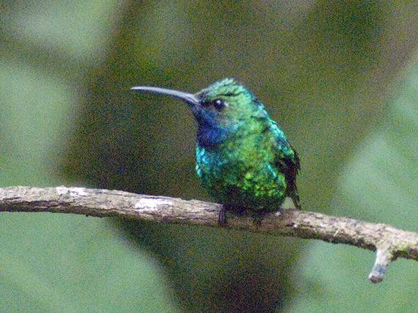 White-tailed Sabrewing White-tailed Sabrewing
