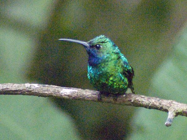 White-tailed Sabrewing