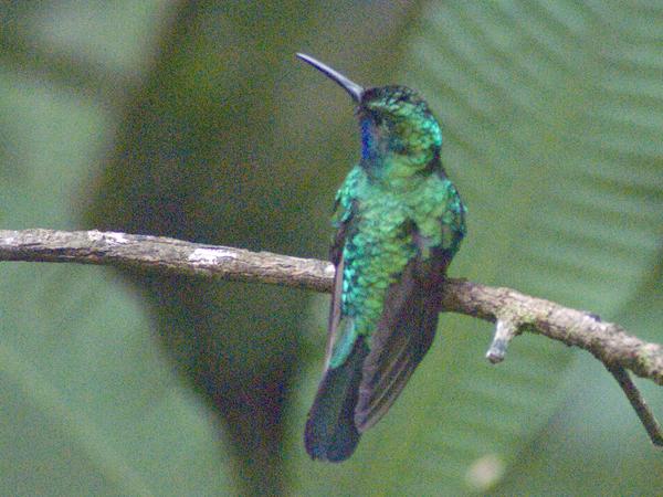 White-tailed Sabrewing White-tailed Sabrewing