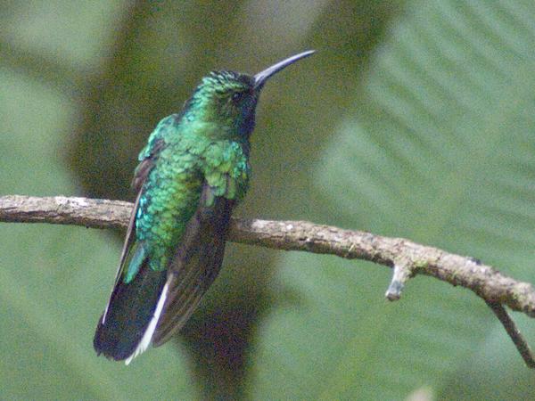 White-tailed Sabrewing