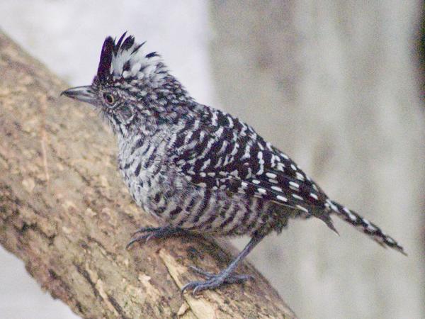 Barred Antshrike Barred Antshrike