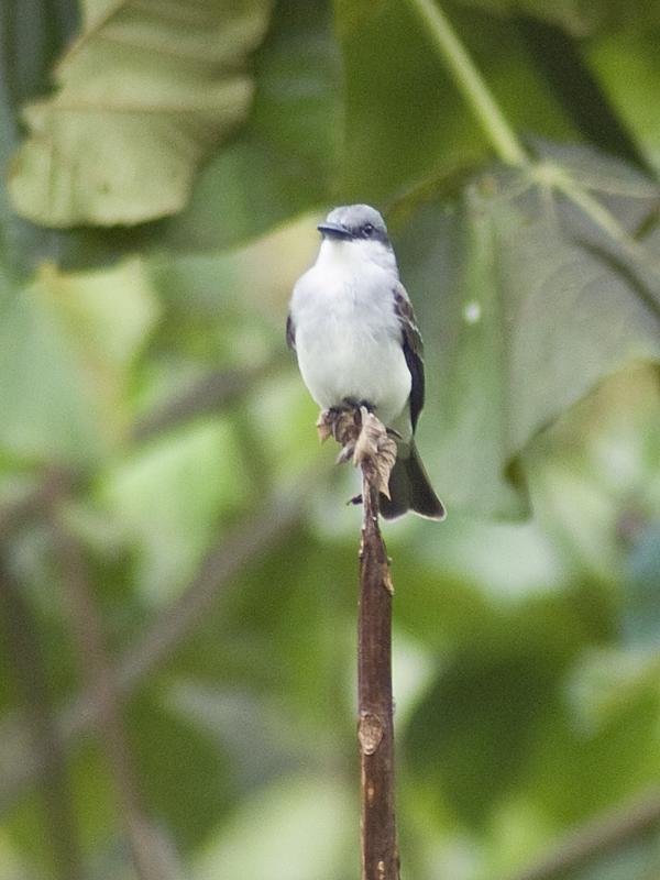 Grey Kingbird Grey Kingbird