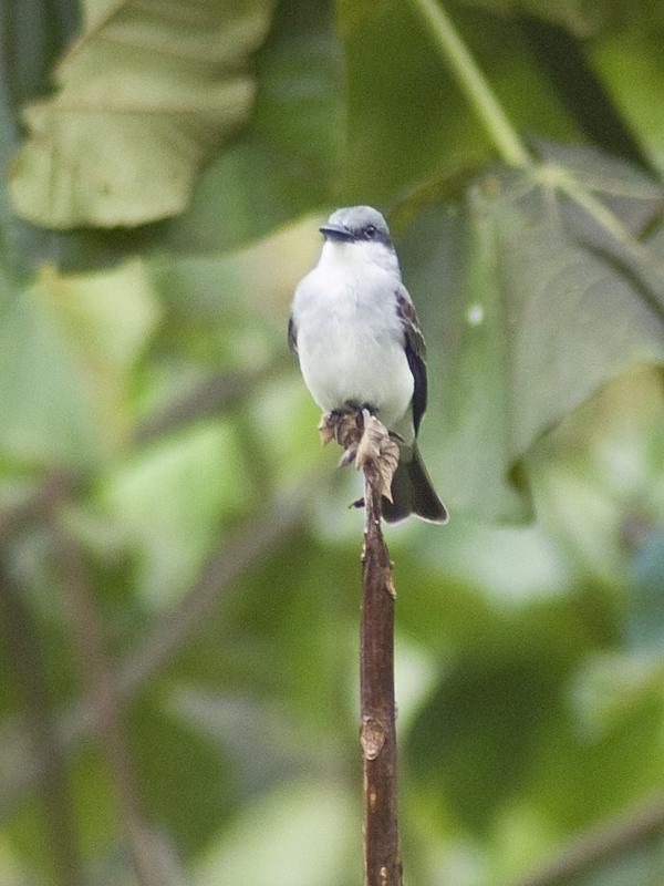 Grey Kingbird