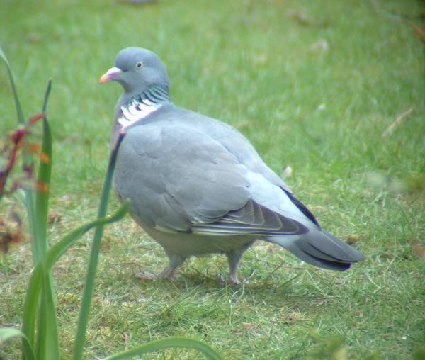 Wood Pigeon Wood Pigeon
