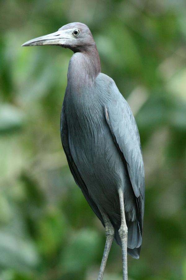 Little Blue Heron Little Blue Heron