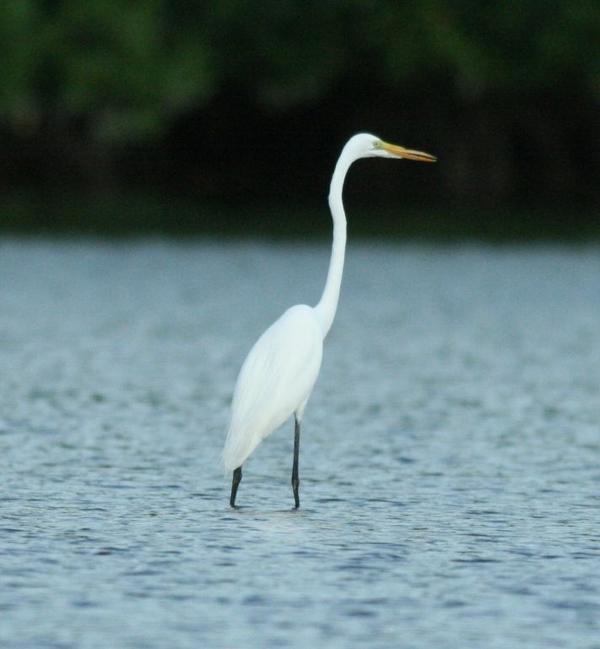 Great Egret