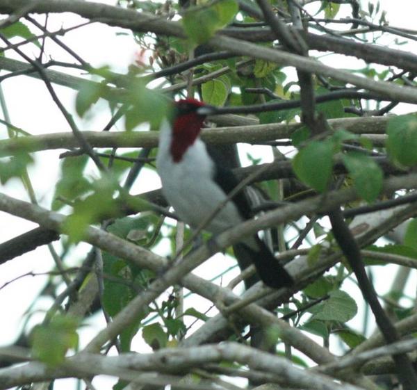 Masked Cardinal