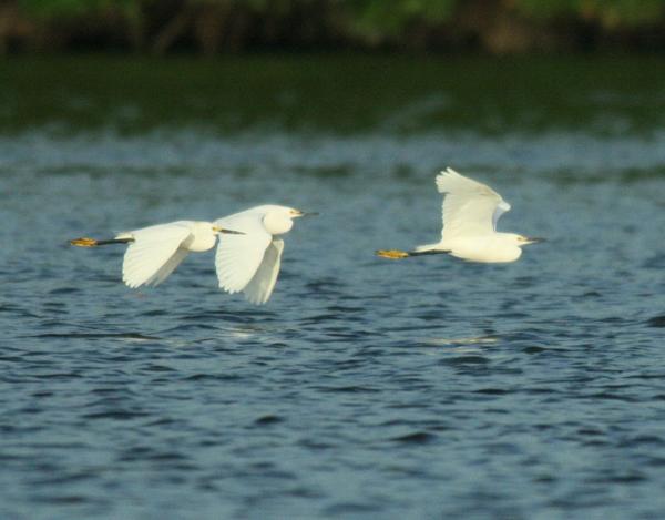 Snowy Egret