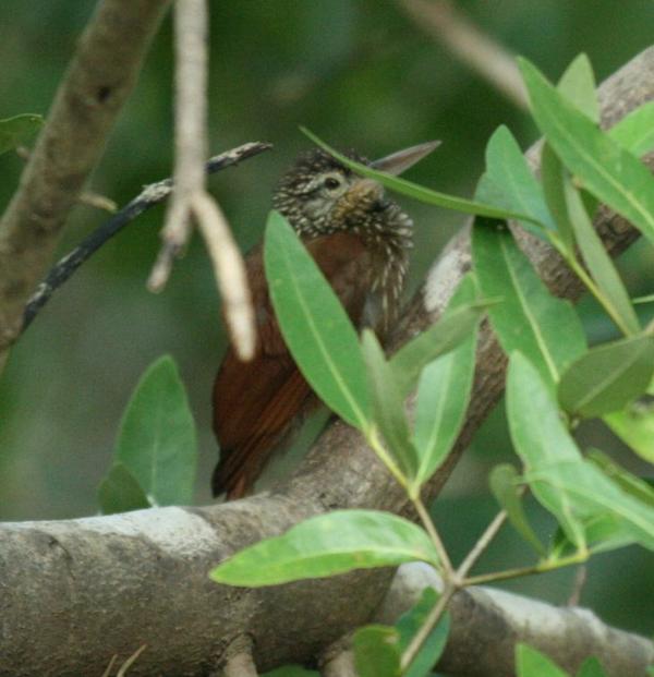 Straight-billed Woodcreeper Straight-billed Woodcreeper