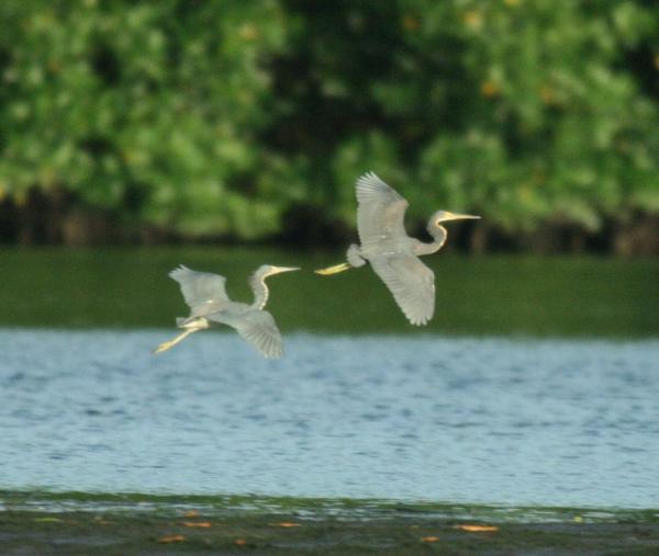 Tricoloured Heron Tricoloured Heron