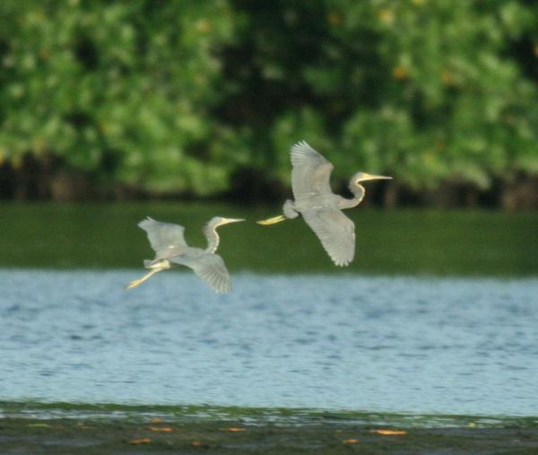 Tricoloured Heron