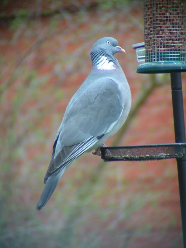 Wood Pigeon Wood Pigeon